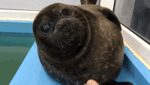 a seal laying on top of a blue table