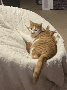 Squish Cat GIF - Squish Cat GIFs