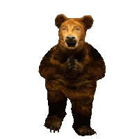 a brown bear is standing on its hind legs and looking back