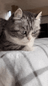 a gray and white cat laying on a bed
