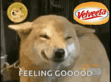 Dogecoin Only GIF - Dogecoin Do Only GIFs