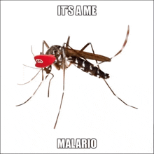 a mosquito with a mario hat on its head and the words it 's a me malario below it