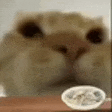 Chuppachippi Cat Eating Cereal GIF
