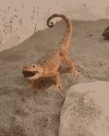 Lizard Angry GIF - Lizard Angry Tail GIFs