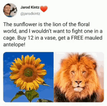 Surreal Lion GIF - Surreal Lion Sunflower GIFs