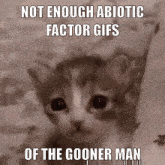 Sad Cat The Gooner GIF - Sad Cat The Gooner Abiotic Factor GIFs
