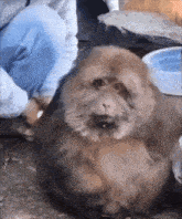 a monkey is sitting on the ground with a bowl of water in the background