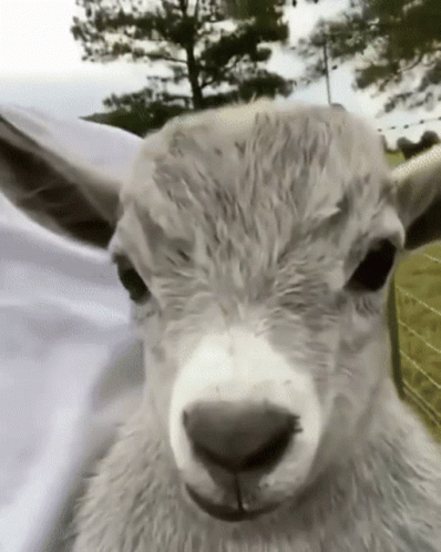 Goat GIF - Goat GIFs