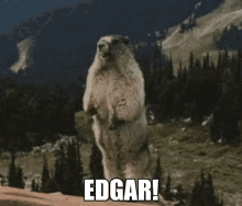 Edgar Squirrel Screaming GIF - Edgar Squirrel Screaming GIFs