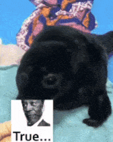 a picture of a black dog with a picture of a man behind it that says " true "