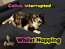 a calico cat is laying on a couch with the words calico interrupted whilst napping