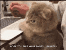 a cat is sitting in front of a computer keyboard and mouse .