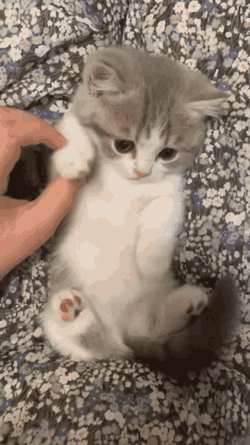 kitten waving