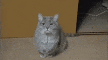 Yawn Cat GIF - Yawn Cat Disorted GIFs