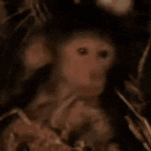 a close up of a monkey 's face in the woods .