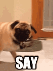 Pug Say That To My Face GIF - Pug Say That To My Face Close Up GIFs