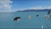 a group of dogs are running in the water