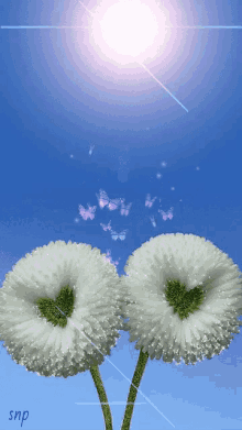 White Flowers GIF - White Flowers GIFs