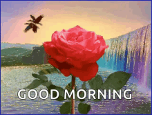 Good Morning Rose GIFs | Tenor