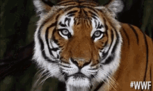 Tiger GIF