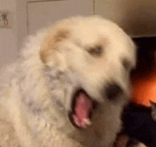 a close up of a white dog with its mouth open yawning .