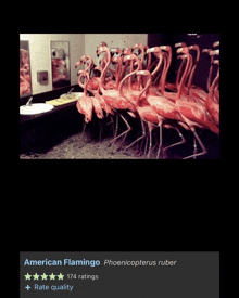 a row of flamingos are lined up in front of a mirror with the name american flamingo on the bottom