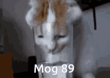Mog Mog Cat GIF - Mog Mog Cat Cat GIFs