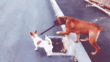 reservoir dog dog waling a dog going for a walk dog on a leash animal puns