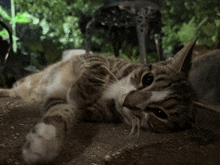 a cat is laying on the ground with its head on its paw