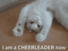 Cats Cheerleader GIF - Cats Cheerleader Funny Cat GIFs