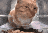 Cat Orange Cat GIF - Cat Orange Cat GIFs