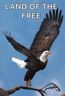 Land Of The Free Home Of The Brave GIF