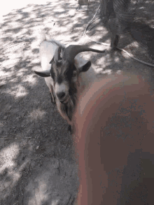 Goat Cute GIF - Goat Cute Pet GIFs