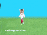 Who'S Winning Who Is 7 Seconds Cat GIF - Who'S Winning Who Is 7 Seconds Cat GIFs