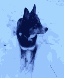 Searching Dog GIF - Searching Dog Snow GIFs