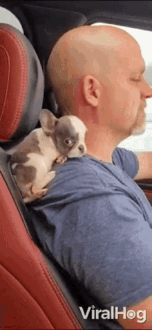 Puppy Out For Drive Viralhog GIF - Puppy Out For Drive Viralhog Cute GIFs