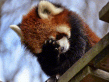 a close up of a red panda scratching its face while sitting on a tree branch .