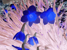 Flowers Negative GIF - Flowers Negative Spring GIFs