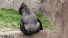 Gorilla Feces GIF - Gorilla Feces Play Feces GIFs