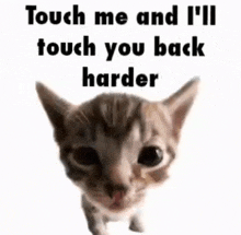 a kitten with the words `` touch me and i 'll touch you back harder '' on it .