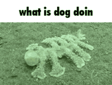 What The Dog Doing Dog GIF - What The Dog Doing Dog Young Gleeb GIFs