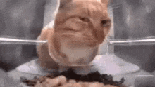 Cat Stare Judge GIF - Cat Stare Cat Stare GIFs