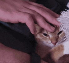 Pet Cat Petting GIF - Pet Cat Petting Cat GIFs