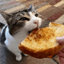 Cat Cheese Sandwich Grilled Eat GIF - Cat Cheese Sandwich Grilled Eat GIFs