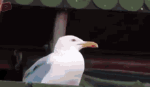 Seagull Meme Seagull GIF