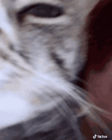 Cat Kisses GIF - Cat Kisses Swag GIFs