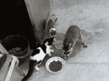 Stop! Thief!  (Source Unknown) GIF - Cat Racoon Food GIFs
