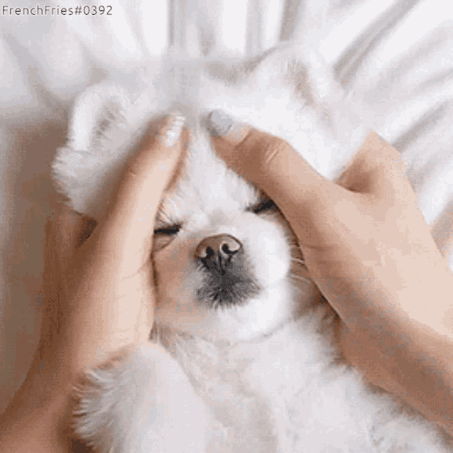 Cute Dog GIF - Cute Dog White Dog - Discover & Share GIFs