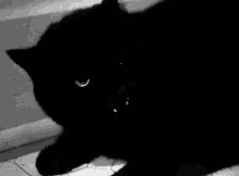 black black cat
