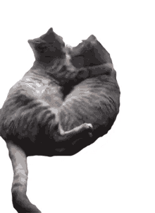 cats cute kiss kissing snuggling